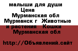 малыши для души › Цена ­ 7 000 - Мурманская обл., Мурманск г. Животные и растения » Кошки   . Мурманская обл.